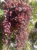Othonna Capensis "Ruby Necklace" Cuttings - 10 Healthy Organic Succulent Plant Cuttings for Propagation
