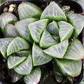 Haworthia Mutica Potted Plant - 4" Diameter - Rare Succulent Houseplant, Low Maintenance