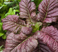 Red Giant Mustard Seeds 300+ Heirloom Gai Choy Shealihong Xuelihong Karashina for Planting - USA Grown