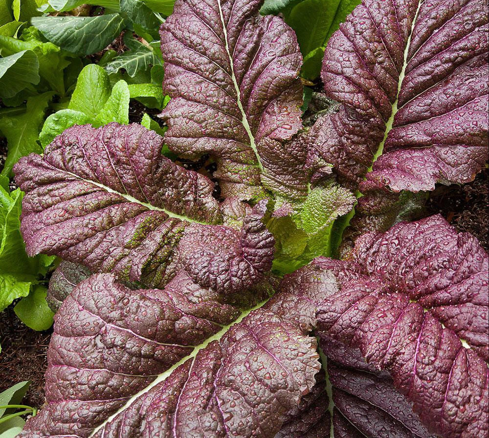 Red Giant Mustard Seeds 300+ Heirloom Gai Choy Shealihong Xuelihong Karashina for Planting - USA Grown