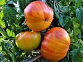 Pineapple Tomato Seeds 50 Ct Heirloom Vegetable Beefsteak Non-GMO - Solanum lycopersicum
