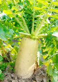 Daikon Radish Seeds 200+ Seeds Japanese Minowase Chinese White Radish Luo Bo Raphanus sativus