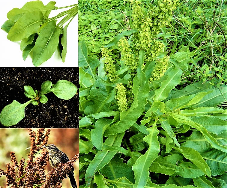 Curly Dock Seeds - 1000+ Organic Yellow Microgreens Herb Seeds (Rumex crispus) for Home Gardening