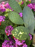 Sprouted Prickly Pear Cactus Pad Cutting - Nopales - 5 Pack - Superfood, Edible Cactus, Organic, Fresh