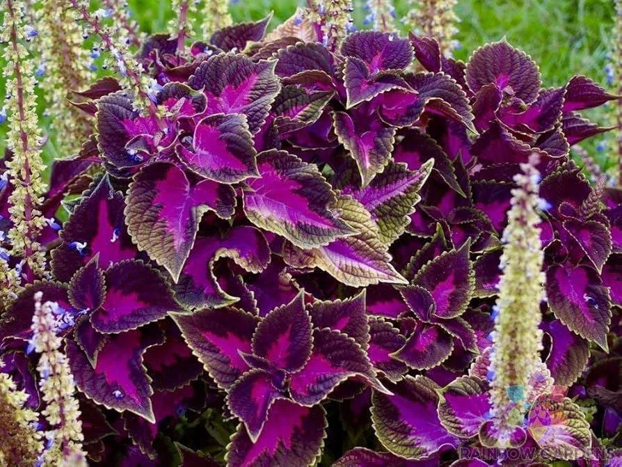 Purple Dragon Coleus Seeds - 25+ Pack - Colorful Foliage for Garden Planting - Coleus blumei