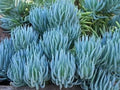 Blue Chalk Sticks Succulent Cutting - Rare Healthy Live Plant - Easy Care (Senecio serpens)