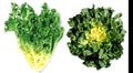 Giant Batavian Endive Seeds - 200 Pack - Tight Heads, Creamy White Heart, Buttery Flavor - Cichorium endivia