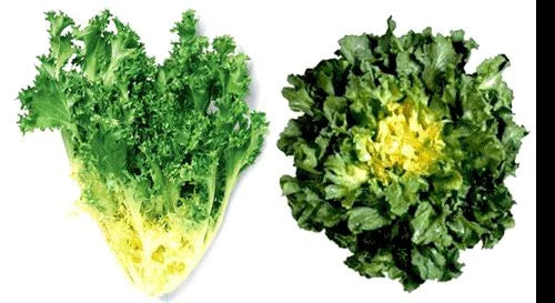Giant Batavian Endive Seeds - 200 Pack - Tight Heads, Creamy White Heart, Buttery Flavor - Cichorium endivia