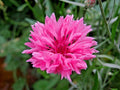 500+ Pink Cornflower Seeds - Bachelor Button Dried Flowers for Garden & Container - Centaurea cyanus