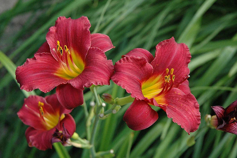 Daylily Bare Root Plants - Ruby Stella Variety - Hemerocallis - 25 Count