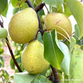Honey Jar Asian Pear Tree, Bare Root, Very Sweet & Juicy, Early Harvest, Pyrus pyrifolia
