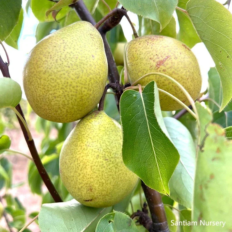 Honey Jar Asian Pear Tree, Bare Root, Very Sweet & Juicy, Early Harvest, Pyrus pyrifolia