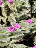 Fluzzy White Velvet Tradescantia Sillamontana Cuttings in 2" Pot - Live Plant for Indoor Gardening and Decor