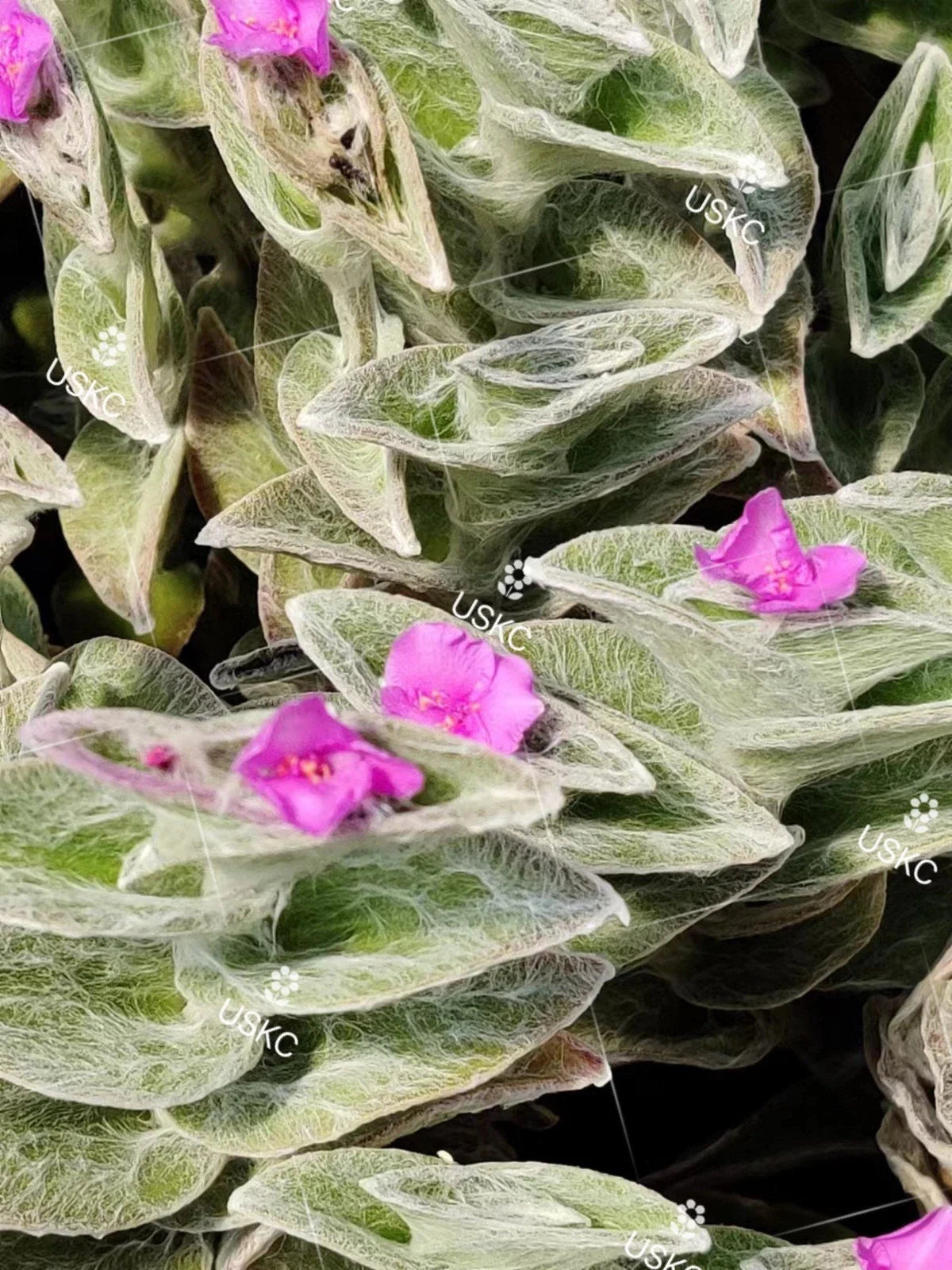 Fluzzy White Velvet Tradescantia Sillamontana Cuttings in 2" Pot - Live Plant for Indoor Gardening and Decor