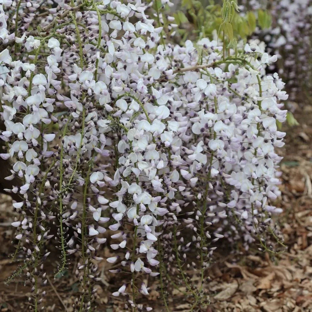 Kimono Wisteria Seeds - 5 Perennial Climbing Flower Seeds - Wisteria floribunda - USA Seller