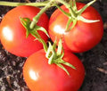 New Yorker Tomato Seeds 50 Ct - Heirloom Non-GMO Vegetable Garden Seeds for Planting - Solanum lycopersicum