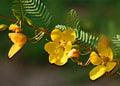 Partridge Pea Seeds - 254 Count - Sensitive Plant Seeds (Chamaecrista fasciculata) - Free Shipping on Any 15