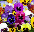Pansy Seeds 60+ Swiss Giant Mix Hardy Biennial Flower Garden Seed