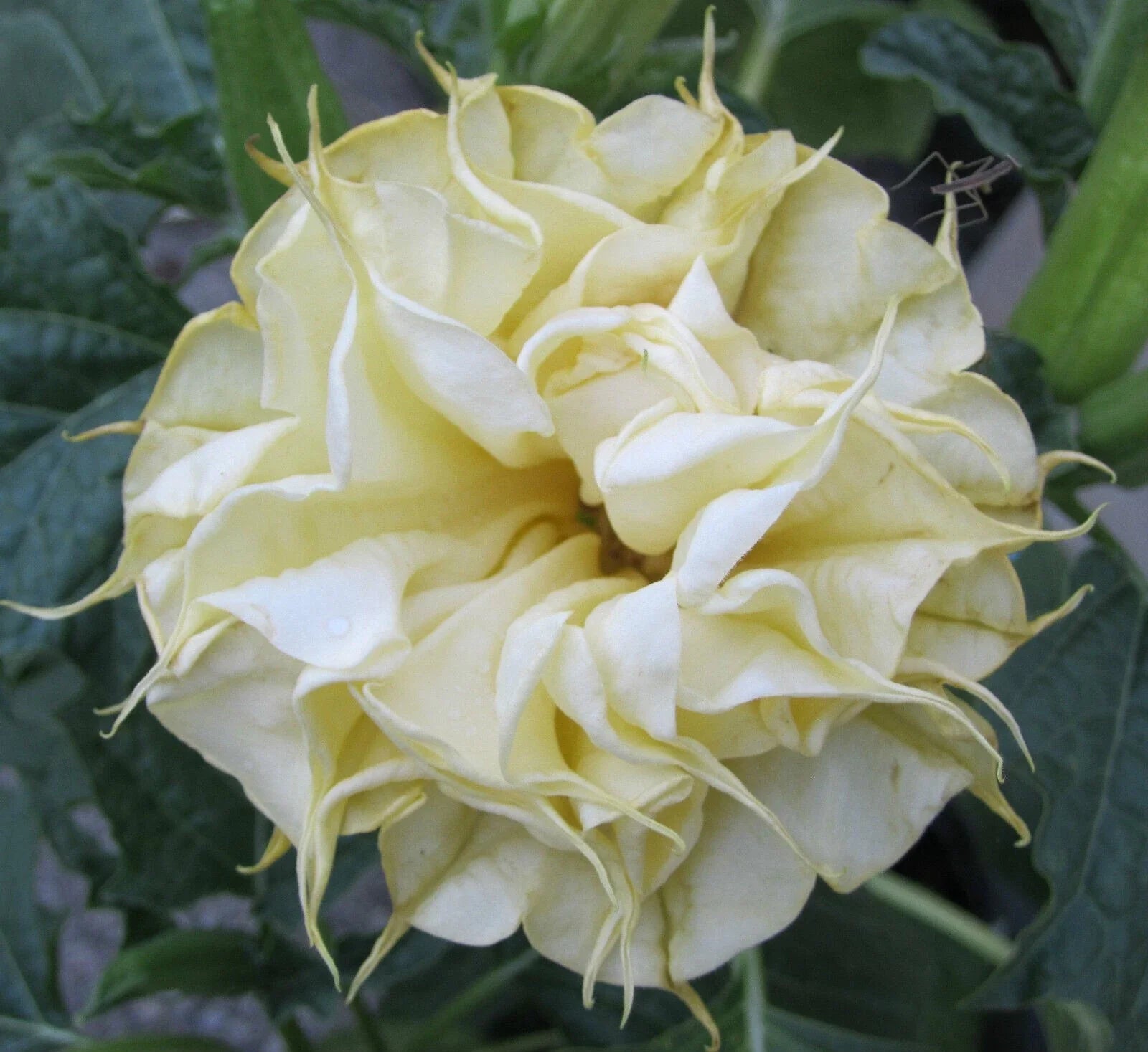 10 DBL Lemon Rose Angel Trumpet Seeds - Brugmansia Datura - Exotic Flower Seeds for Garden Planting - USA Grown