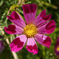 Cosmos Seeds - 150 Seeds - Sea Shells Variety - Cosmos bipinnatus - GroCo USA - Buy 15 for Free Shipping