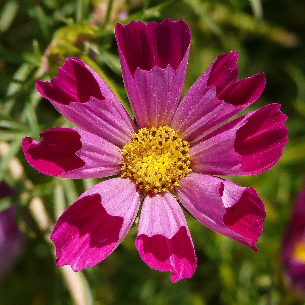 Cosmos Seeds - 150 Seeds - Sea Shells Variety - Cosmos bipinnatus - GroCo USA - Buy 15 for Free Shipping