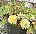 Succulent Aeonium Castello-Paivae 'Harry Mak' 3 Live 1" Plant Cuttings Variegated Foliage
