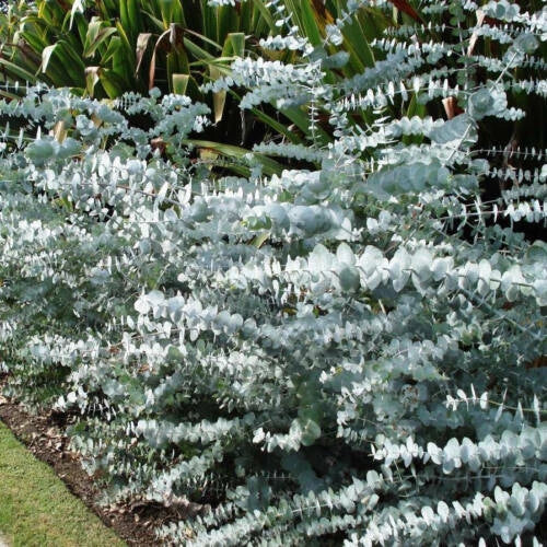 Eucalyptus Bonsai Seeds | 40+ Silver Dollar 'Baby Blue' | Eucalyptus pulverulenta