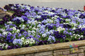 200+ Ocean Breeze Mix Pansy Seeds - Viola - Colorful Garden Flowers - USA Grown - Free Shipping