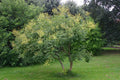 Golden Rain Tree Seeds, 10 Count, Koelreuteria paniculata, Hardy Ornamental Tree Seeds for Gardens and Landscaping