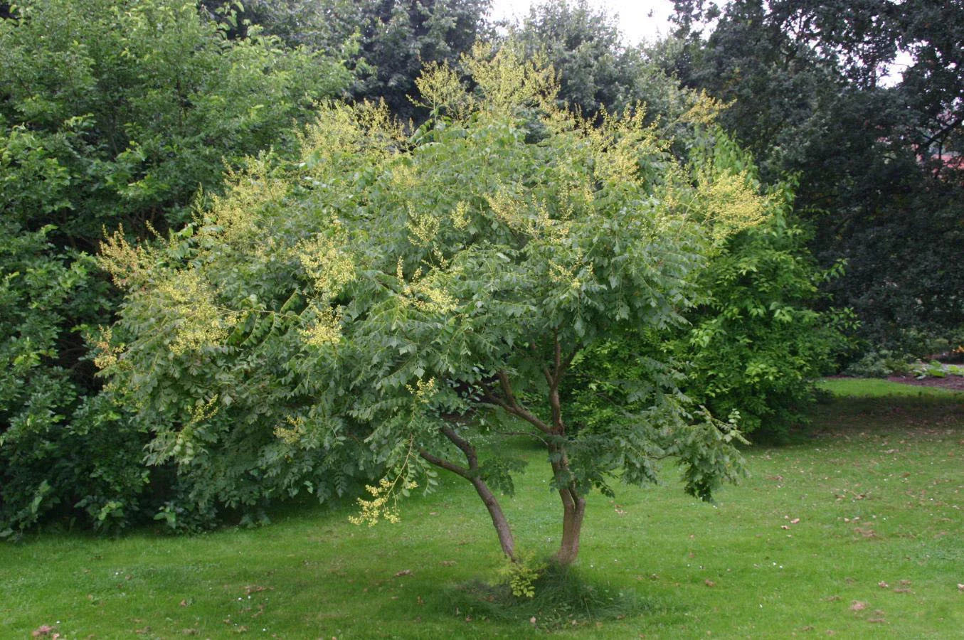 Golden Rain Tree Seeds, 10 Count, Koelreuteria paniculata, Hardy Ornamental Tree Seeds for Gardens and Landscaping