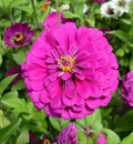 Zinnia Seeds - Dark Violet - Non-GMO for Songbirds, Butterflies, Hummingbirds, Bees - 100 Seeds