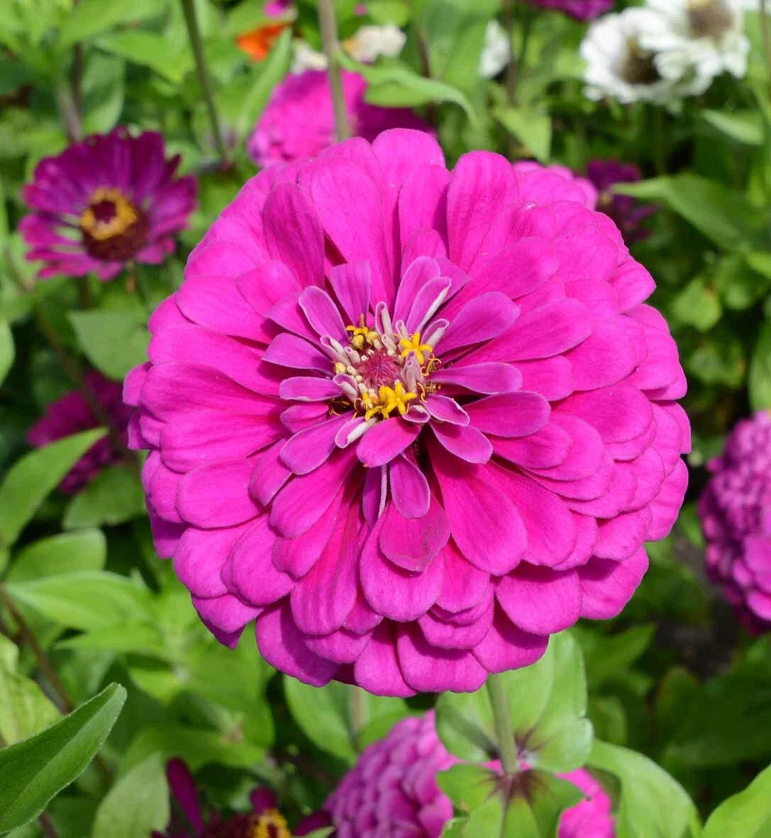 Zinnia Seeds - Dark Violet - Non-GMO for Songbirds, Butterflies, Hummingbirds, Bees - 100 Seeds