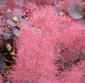 Purple Smoketree Seeds, 20 Count, Cotinus coggygria Purpureus, Ornamental Tree, Unique Foliage, Vibrant Purple Color