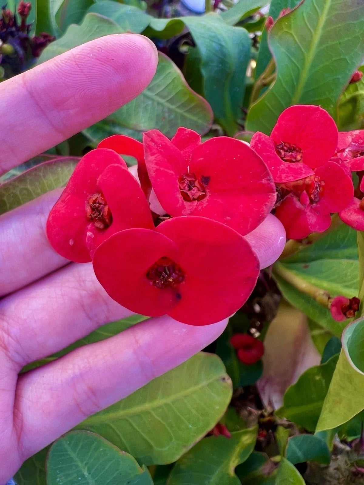 Crown of Thorns Cuttings - 6 Unrooted Mixed Euphorbia Milii CHIRST