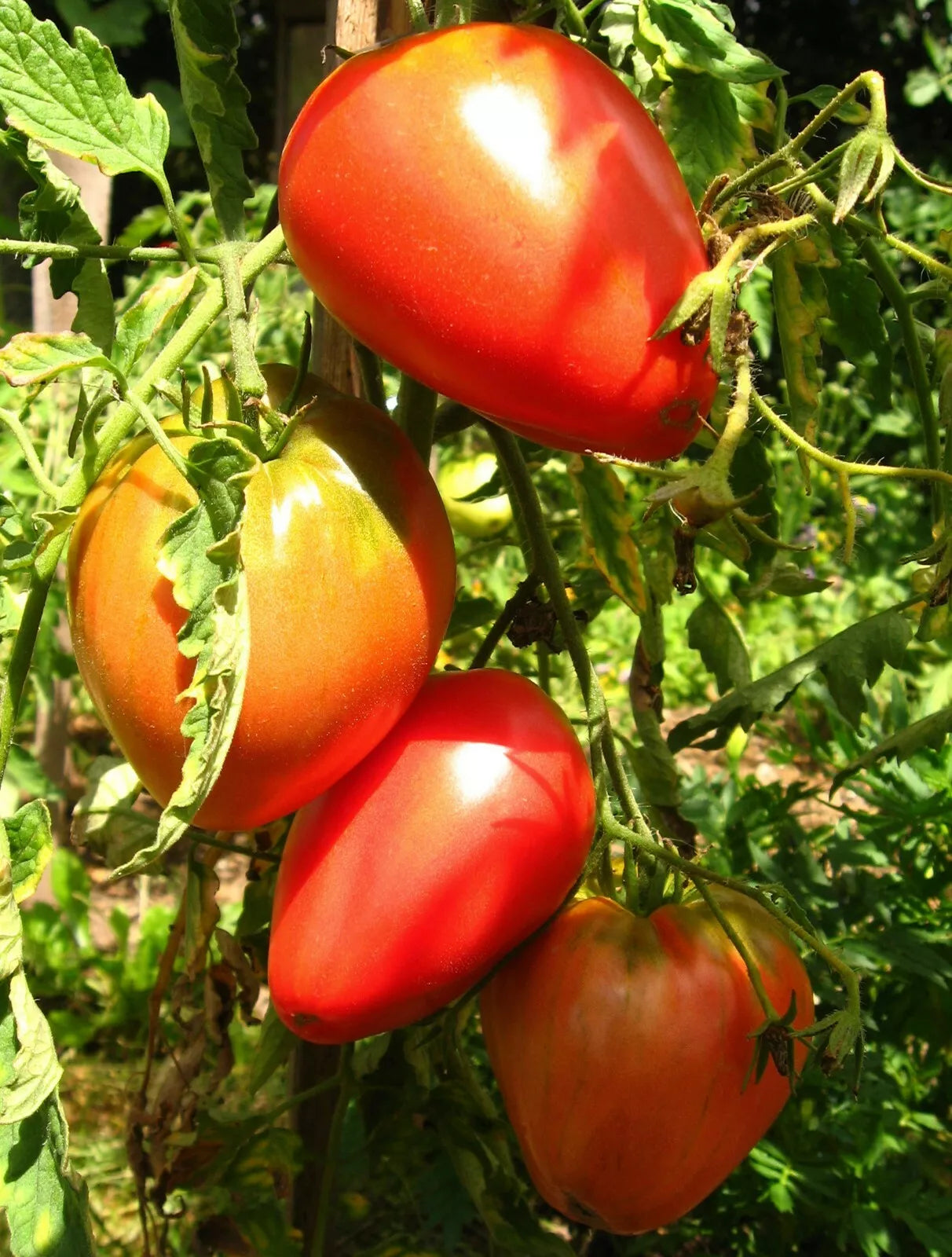 Pink Oxheart Tomato Seeds, 30 Seeds, Non-GMO, Heirloom Variety, Organic Gardening, Solanum lycopersicum
