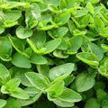 Organic Sweet Marjoram Seeds - Premium Heirloom Variety - Culinary Herb for Home Gardening - Origanum majorana