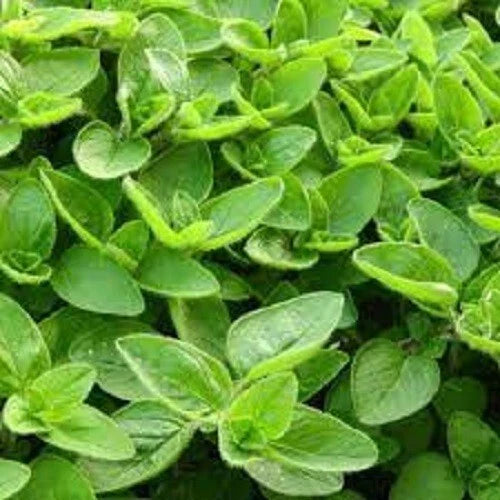 Organic Sweet Marjoram Seeds - Premium Heirloom Variety - Culinary Herb for Home Gardening - Origanum majorana