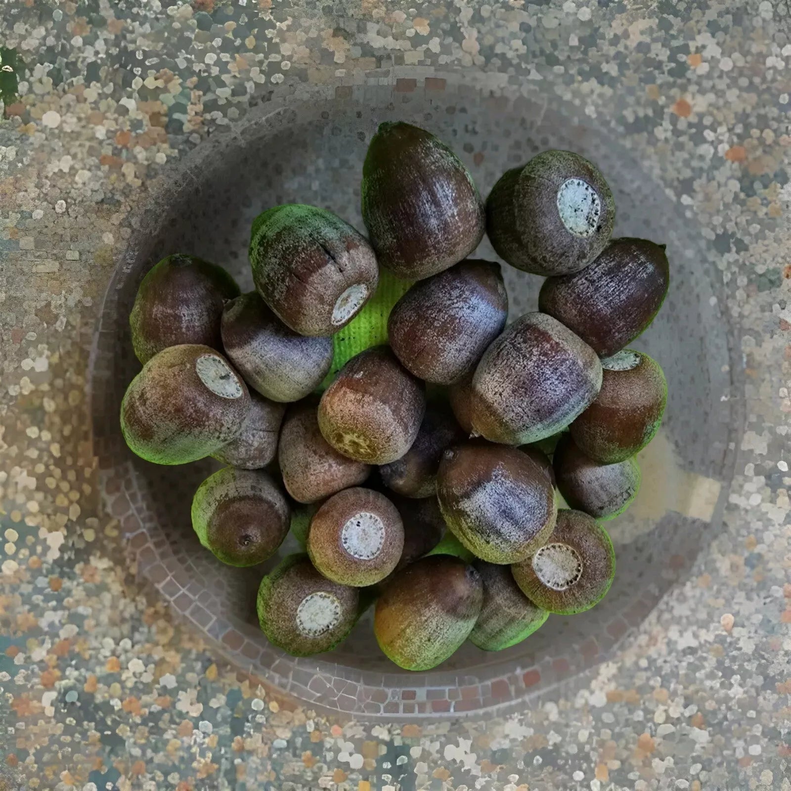 Shumard Oak Acorns 110 Pack Quercus Shumardii Native Tree Seeds 2024