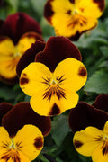 Hanging Pansy Seeds - 15 Pack Cool Wave Sunshine and Wine Trailing Pansy (Viola × wittrockiana)