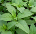 Lime Basil Seeds 300+ Culinary Herb for Cooking and Spice, Ocimum basilicum 'Lime'