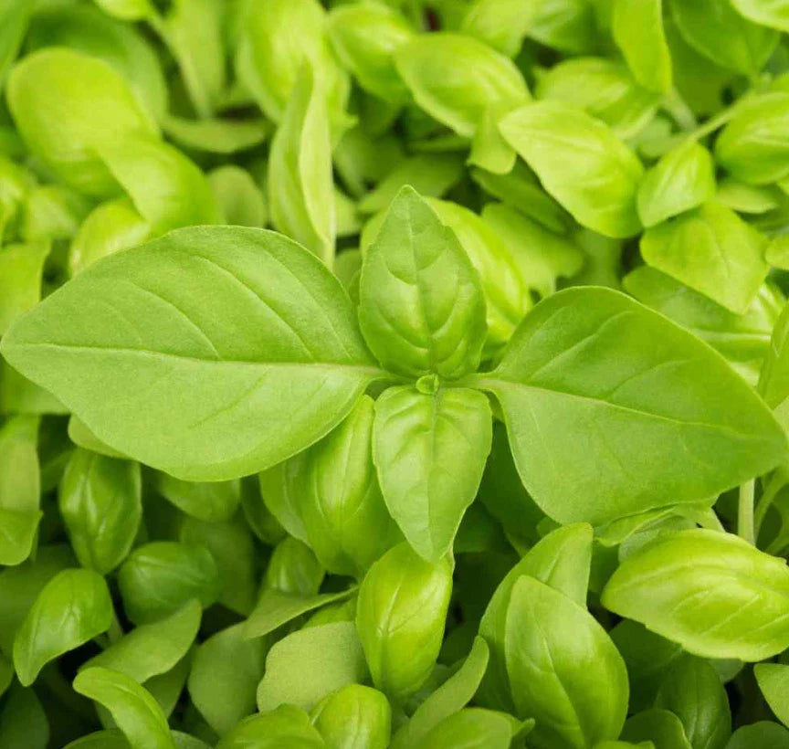 LEMON Basil Seeds - 200 Non-GMO Citrus Flavor Herb for Soups - Award Winning Culinary Variety - Ocimum basilicum
