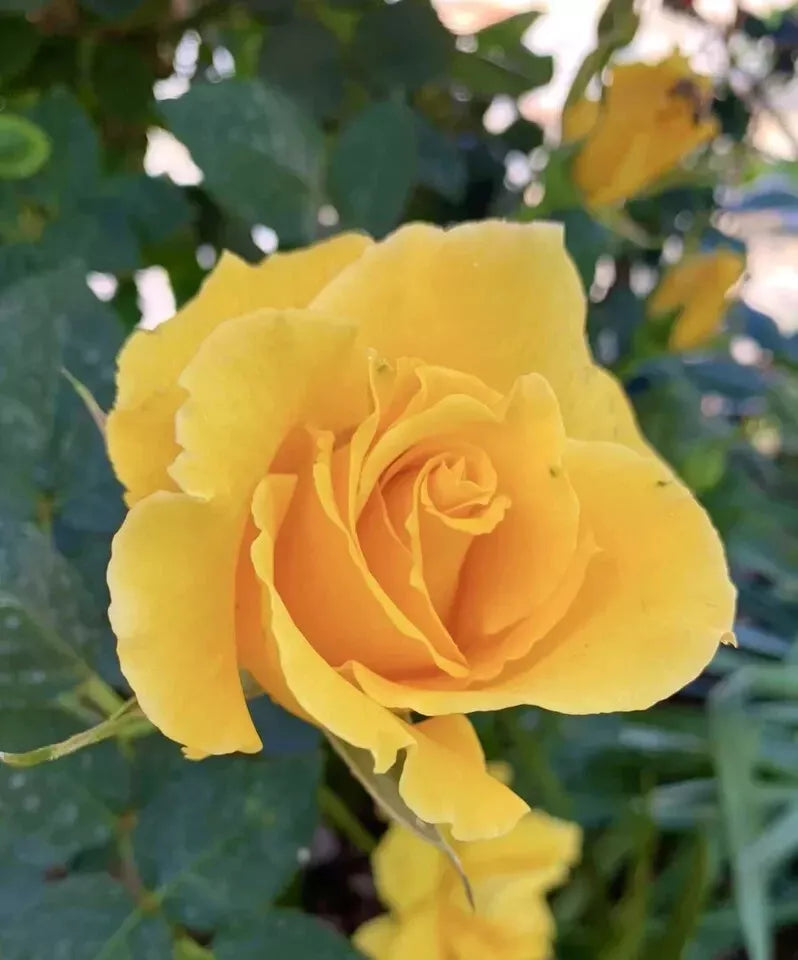Radiant Perfume Rose 5 Stem Cuttings - Fragrant Large Yellow Rose for Planting - Rosa 'Radiant Perfume' - USA