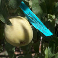 D'Anjou Pear Tree Cutting - No Root Scion-Wood for Bud Grafting - Pyrus communis