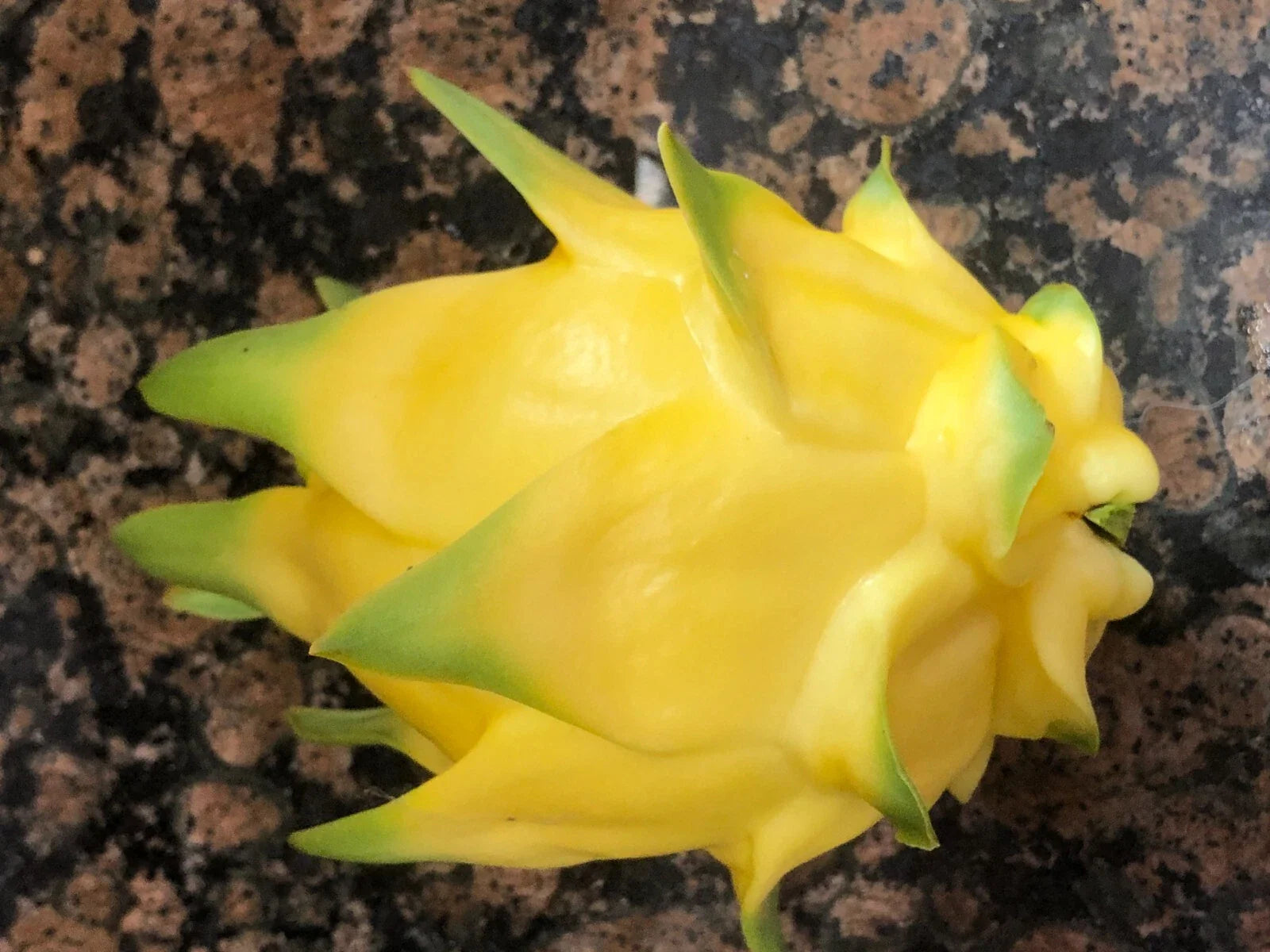 Hawaiian Gold Dragon Plant Cuttings 8"-10" - Dracaena dragonneana, Tropical Houseplant, Indoor Gardening