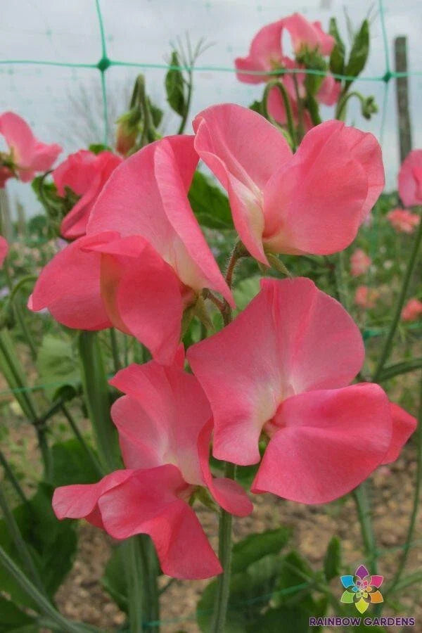 Dream Girl Sweet Pea Seeds - 50 Pack for Garden Planting - Lathyrus odoratus - USA Grown