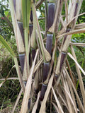 Sugar Cane Cuttings - 3 Large Organically Grown Cuttings - Saccharum officinarum - SW Florida