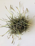 Giant Tillandsia Recurvata Ball Clusters - Bulk Air Plant Texas Ball Moss - Unique Home Decor