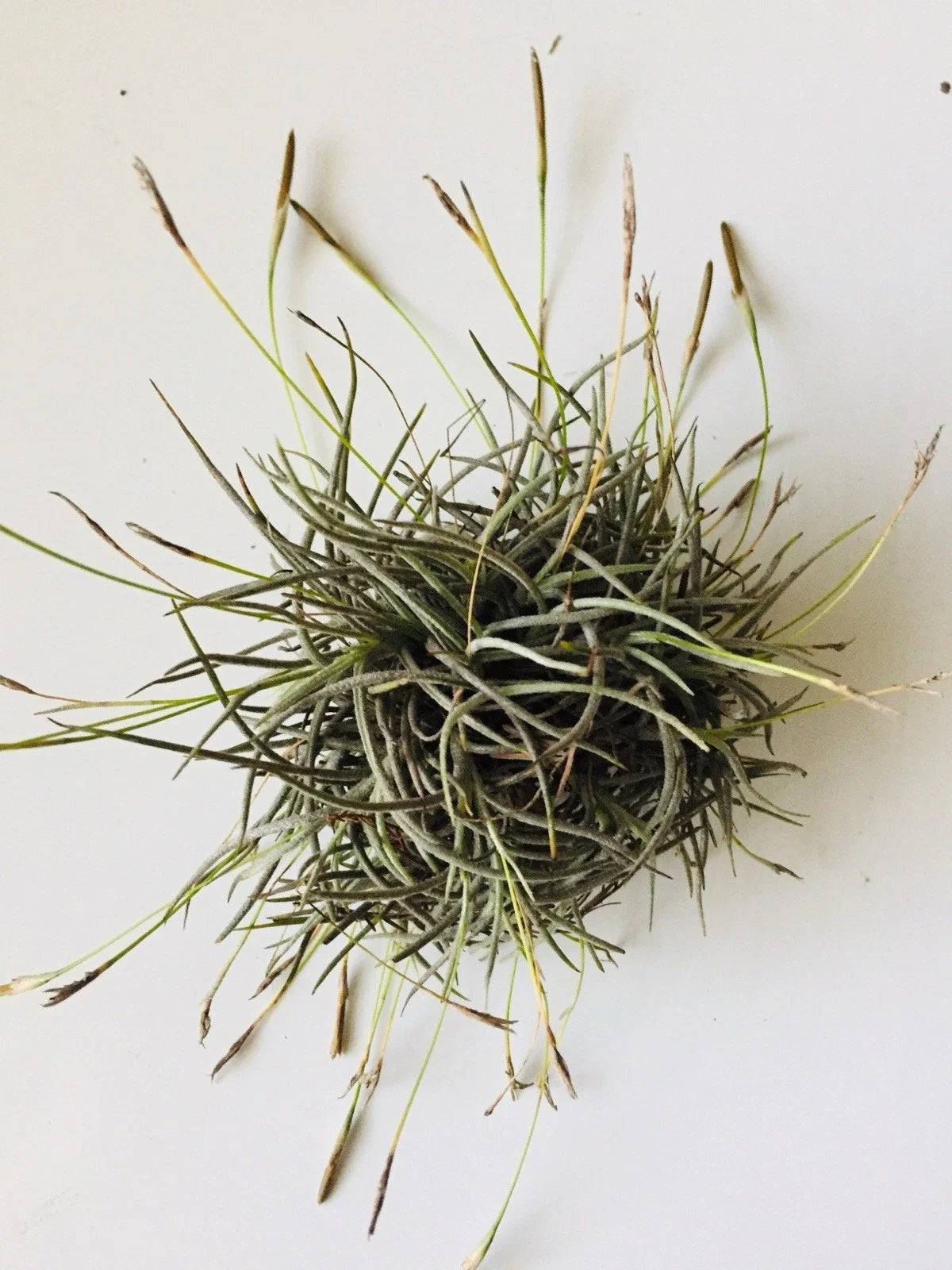 Giant Tillandsia Recurvata Ball Clusters - Bulk Air Plant Texas Ball Moss - Unique Home Decor