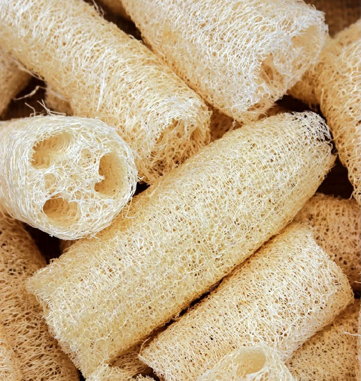 Luffa Gourd Seeds - 10 Non-GMO Seeds - Heirloom Variety - Luffa aegyptiaca