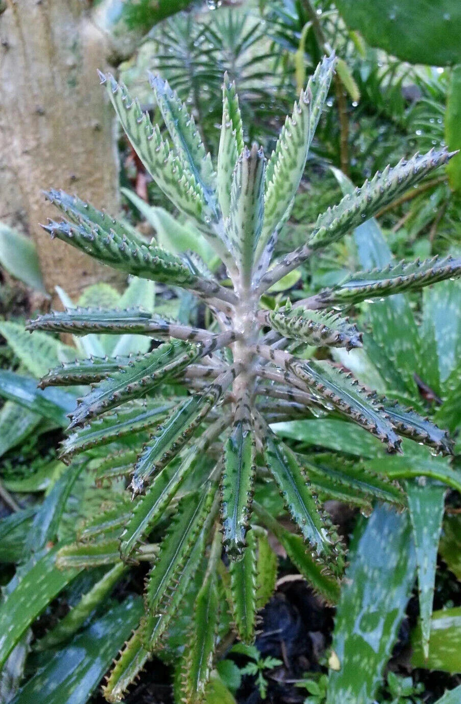 Bryophyllum Houghtonii 2" Diameter Potted Plant - Live Succulent Houseplant